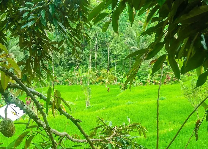 Buda's Lemukih Pabean Buleleng